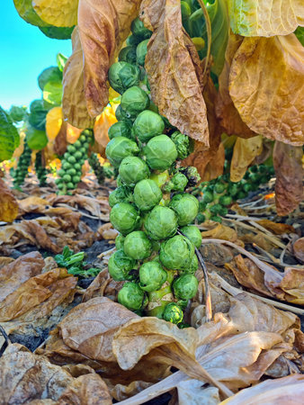 Ripe brussels sprouts in the fields from the Netherlands