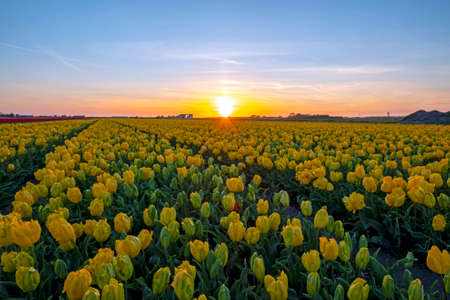 Blooming yellow flower bulbs in the countryside from the Netherlands in spring at sunsetの写真素材
