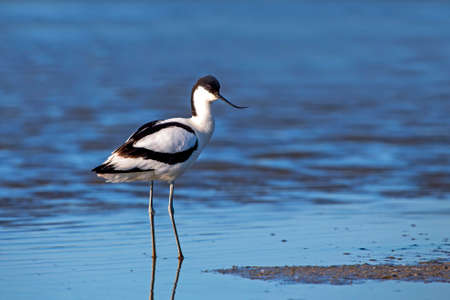 Pied avocet - Recurvirostra avoset standing in the waterの写真素材