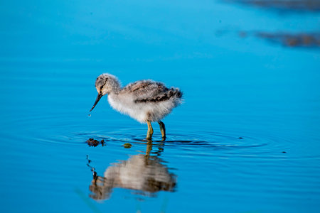 Young baby avocet picking food in spring