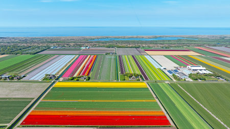 Tulip fields with straight lines and sea in the background