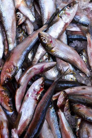 Dead Fishの写真素材
