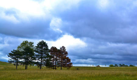 three tressの写真素材