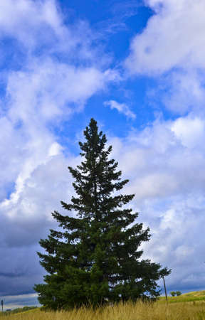 treeの写真素材