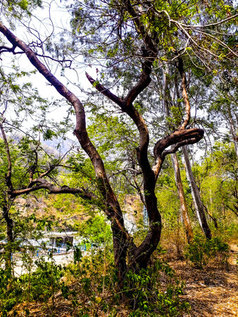 An oak is a tree or shrub in the genus Quercus of the beech family, Fagaceae. There are...