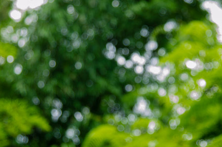 Green bokeh nature abstract background for wallpaper decorative design.の写真素材