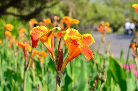 Selective focus a flowers background for wallpaper decorative design.の写真素材