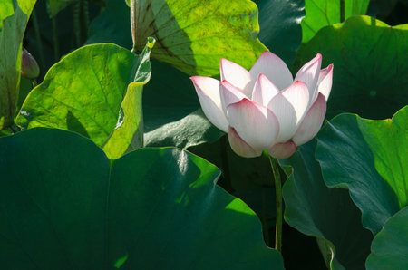 lotus flower blooming in summer pond with green leaves as background for wallpaper decorative design.の写真素材