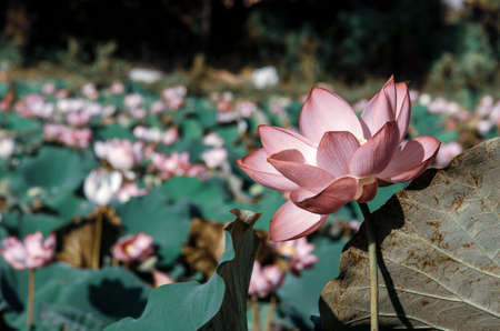 Close-up of lotus flower on the pond at sunrise. For thousands of years, the lotus flower has been admired as a sacred symbol.の写真素材