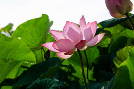 Close-up of lotus flower on the pond at sunrise. For thousands of years, the lotus flower has been admired as a sacred.の写真素材