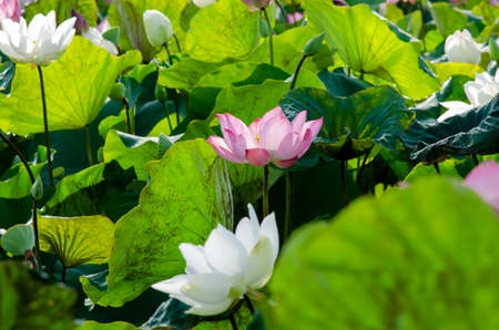 Lotus flower blooming in summer pond with green leaves as background for wallpaper decorative design.の写真素材