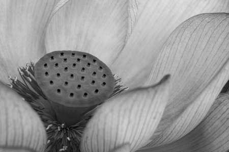 Close-up of lotus flower black and white on the pond at sunrise. For thousands of years, the lotus flower has been admired as a sacred symbol.の写真素材