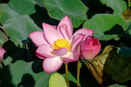 Pink lotus flower blooming in summer pond with green leaves as background for wallpaper decorative design.の写真素材
