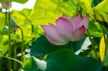 Beautiful pink lotus flower in blooming with green leaves as background for wallpaper decorative design.の写真素材