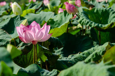 Lotus flower blooming in summer pond with green leaves as background for wallpaper decorative design.の写真素材