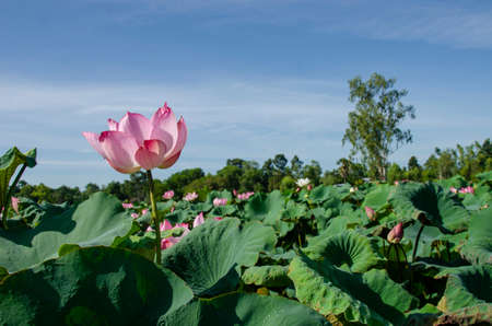 Lotus flower blooming in summer pond with green leaves as background for wallpaper decorative design.の写真素材