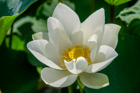 Lotus flower blooming in summer pond with green leaves as background for wallpaper decorative design.の写真素材