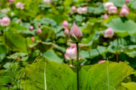 Lotus flower and green leaves lotus nature background in pond panoramic. Blank copy space.の写真素材