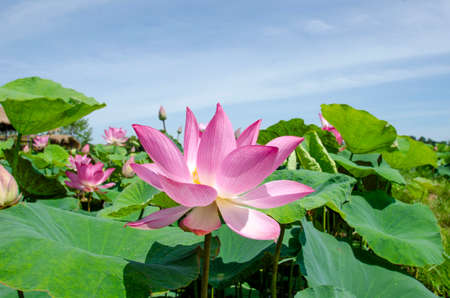 Close-up of lotus flower on the pond at sunrise. For thousands of years, the lotus flower has been admired as a sacred symbol.の写真素材