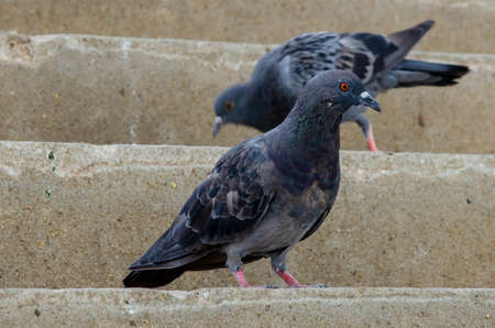 Close up shot of beautiful pigeon bird for wallpaper decorative design.の写真素材