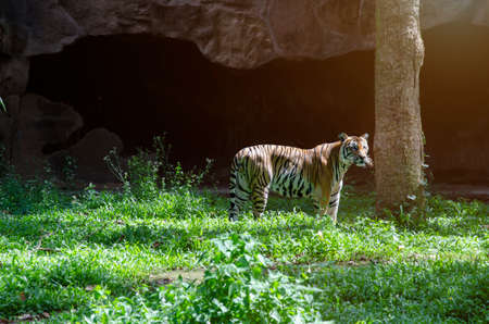 Indian tiger male with wild animal in the nature habitat, Big cat, endangered animal. End of dry season for wallpaper decorative design.の写真素材