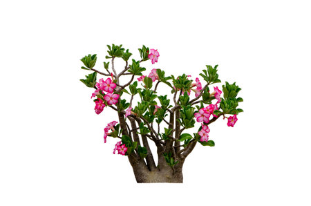Pink flower Adenium Obesum plant with green leaves in pot isolated on white background with clipping path.の写真素材