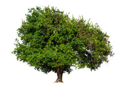 Trees isolated on white background, tropical trees isolated used for design.の写真素材