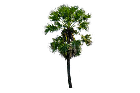 Sugar palm isolated on white background (Toddy palm, Asian Palmyra palm,).の写真素材