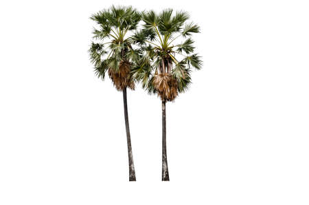 Asian Palmyra palm isolated on white background, Sugar palm, tropical trees isolated used for design.の写真素材