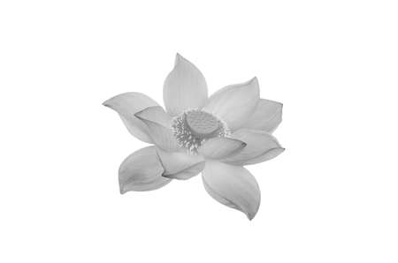 Beautiful lotus flower in black and white isolated on white background. File contains with clipping path so easy to work.の写真素材