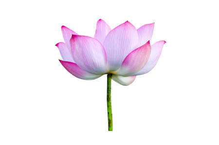 Lotus flower isolated on white background. File contains with clipping path so easy to work.の写真素材