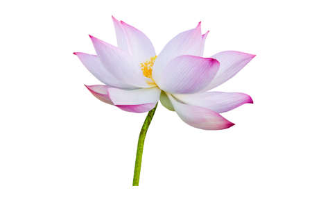 Lotus flower isolated on white background. File contains with clipping path so easy to work.の写真素材