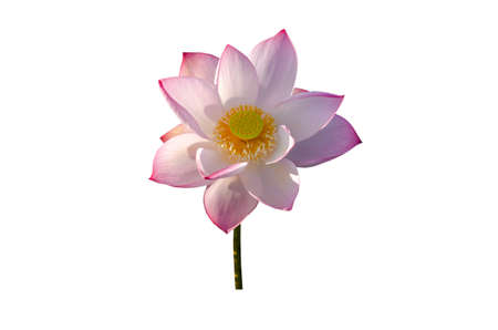 Lotus flower isolated on white background. File contains with clipping path so easy to work.の写真素材