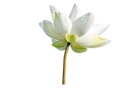 White lotus flower isolated on white background. File contains with clipping path so easy to work.の写真素材