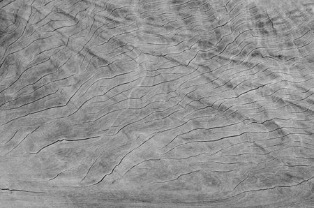 Gray wood texture. Abstract wood use as natural background surface with old natural pattern for...