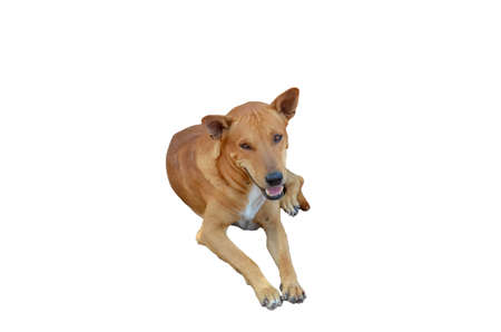 The dog isolated on white background with clipping path.の写真素材