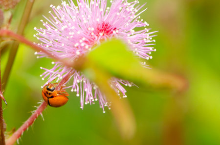 Ladybug close to natural background and eating grass flower for wallpaper decorative design.の写真素材
