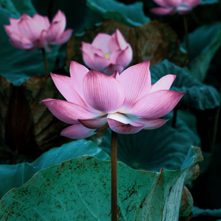 Lotus flower blooming in summer pond with green leaves as background for wallpaper decorative design.の写真素材