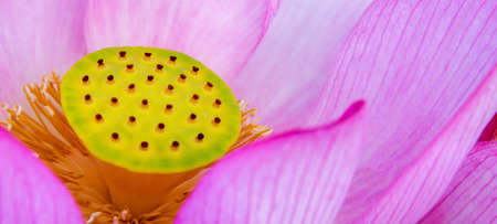 Close-up of lotus flower on the pond. For thousands of years the lotus flower has been admired as a sacred symbol.の写真素材