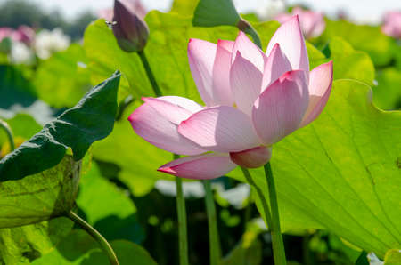 Beautiful pink lotus flower in blooming with green leaves as background for wallpaper decorative design.の写真素材