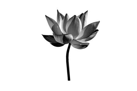 Lotus flower black and white isolated on white background. File contains with clipping path.の写真素材