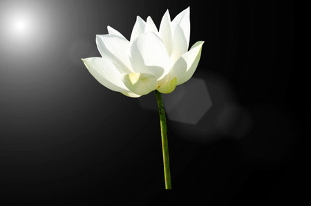 White lotus flower isolated on back background.の写真素材
