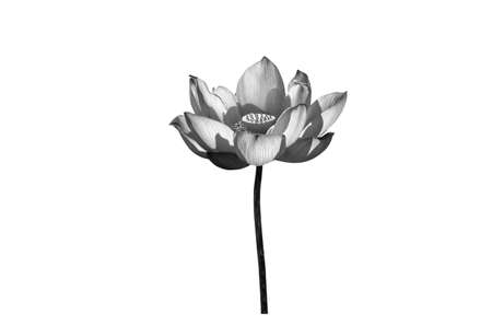 Black white Lotus flower isolated on white background.の写真素材