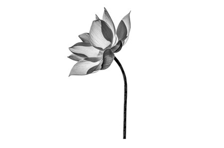 Black white Lotus flower isolated on white background.の写真素材