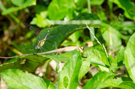 Dragon fly is another beautiful creation of the nature green background for wallpaper decorative...
