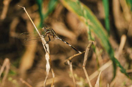 Dragon fly is another beautiful creation of the nature for wallpaper decorative design.