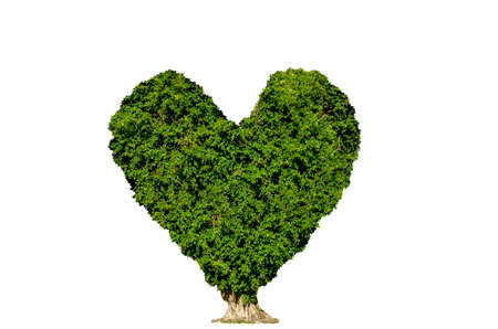 Trees isolated on white background, tropical trees isolated used for designの写真素材