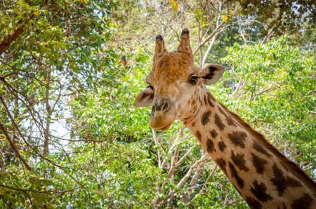 Close-up of a giraffe in front of some green trees, looking at the camera as if to say You looking at me? With space for text.の写真素材