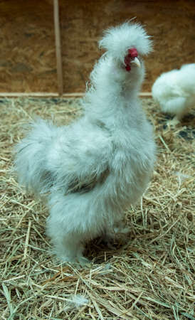Free range organic white chickens poultry in a country farm, Thailand.の写真素材