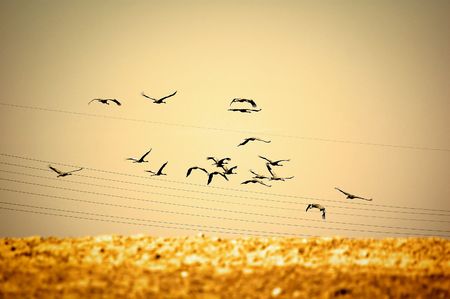 Birds flying away. Gold coloursの写真素材